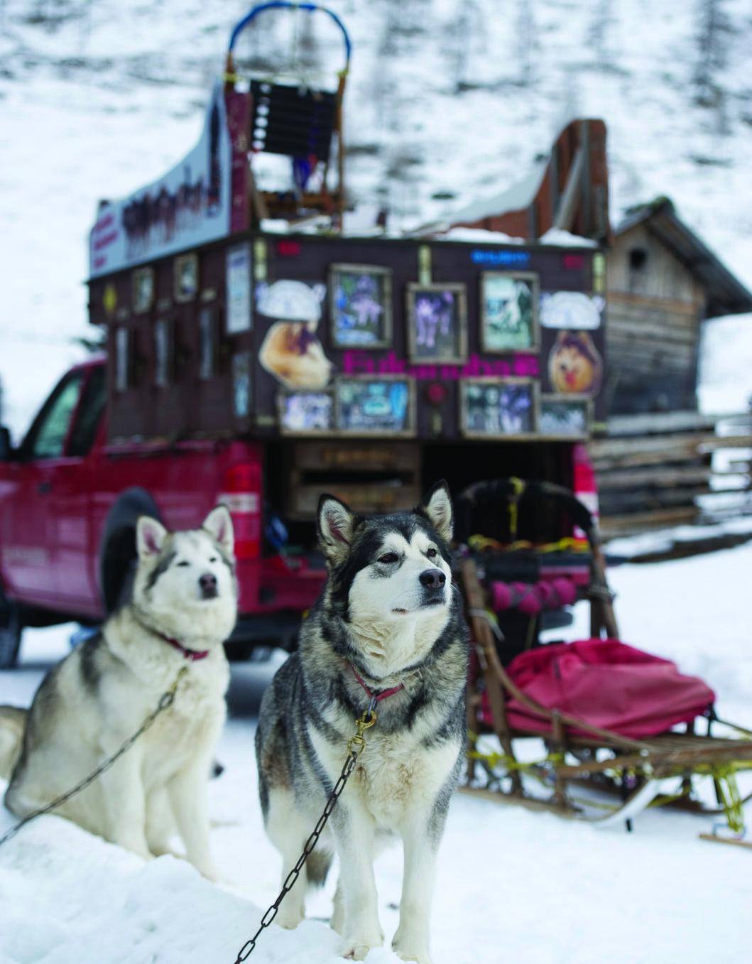 Safari bianchi con husky e gite coi lama Tra paesaggi innevati e laghi ghiacciati