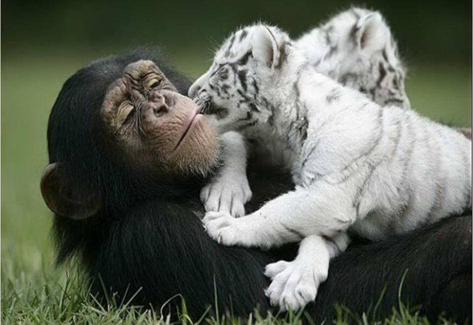 L’amicizia? È un sentimento bestiale