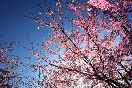 Arriva l'equinozio di primavera. E Google "fiorisce"