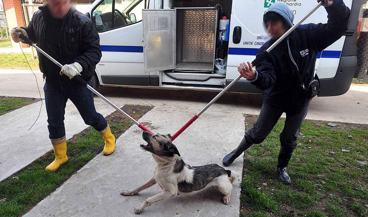 I cani assassini non saranno abbattuti