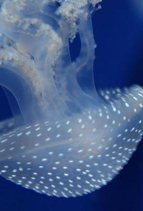 Una crociera da lupi di mare con l’Acquario di Genova