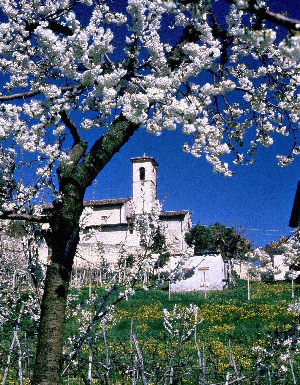 A spasso tra  le colline in fiore lungo la Strada del vino Soave