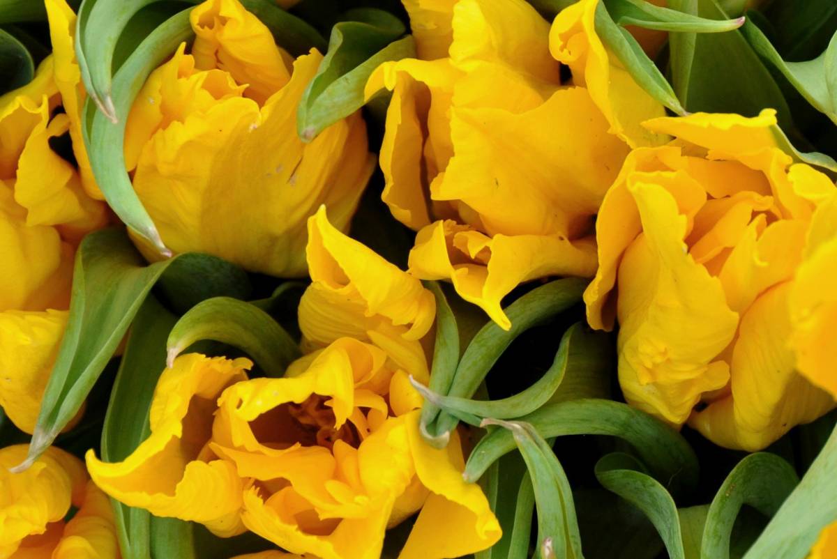 Sua Maestà il Tulipano si presenta con 75mila fiori