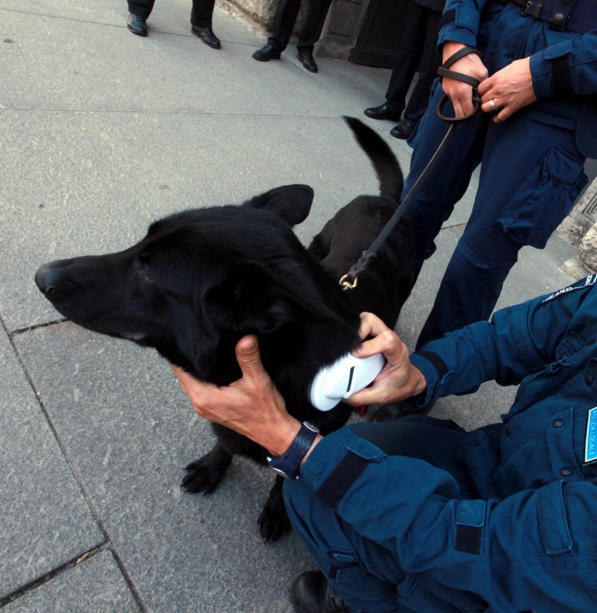 Un cane su tre senza microchip, si rischia la multa