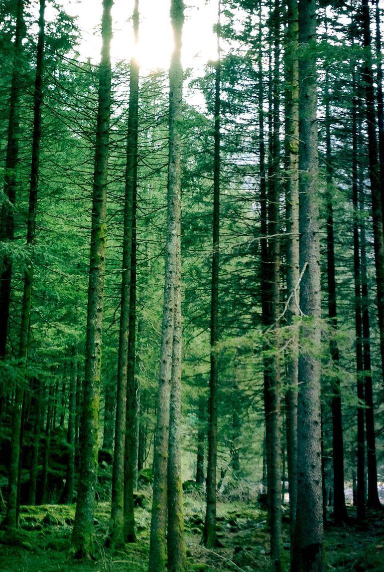 Fra i boschi con la guida scozzese per andare a caccia di biodiversità