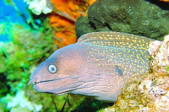 Sott’acqua. Per scoprire l’altra faccia dell’isola d’Elba