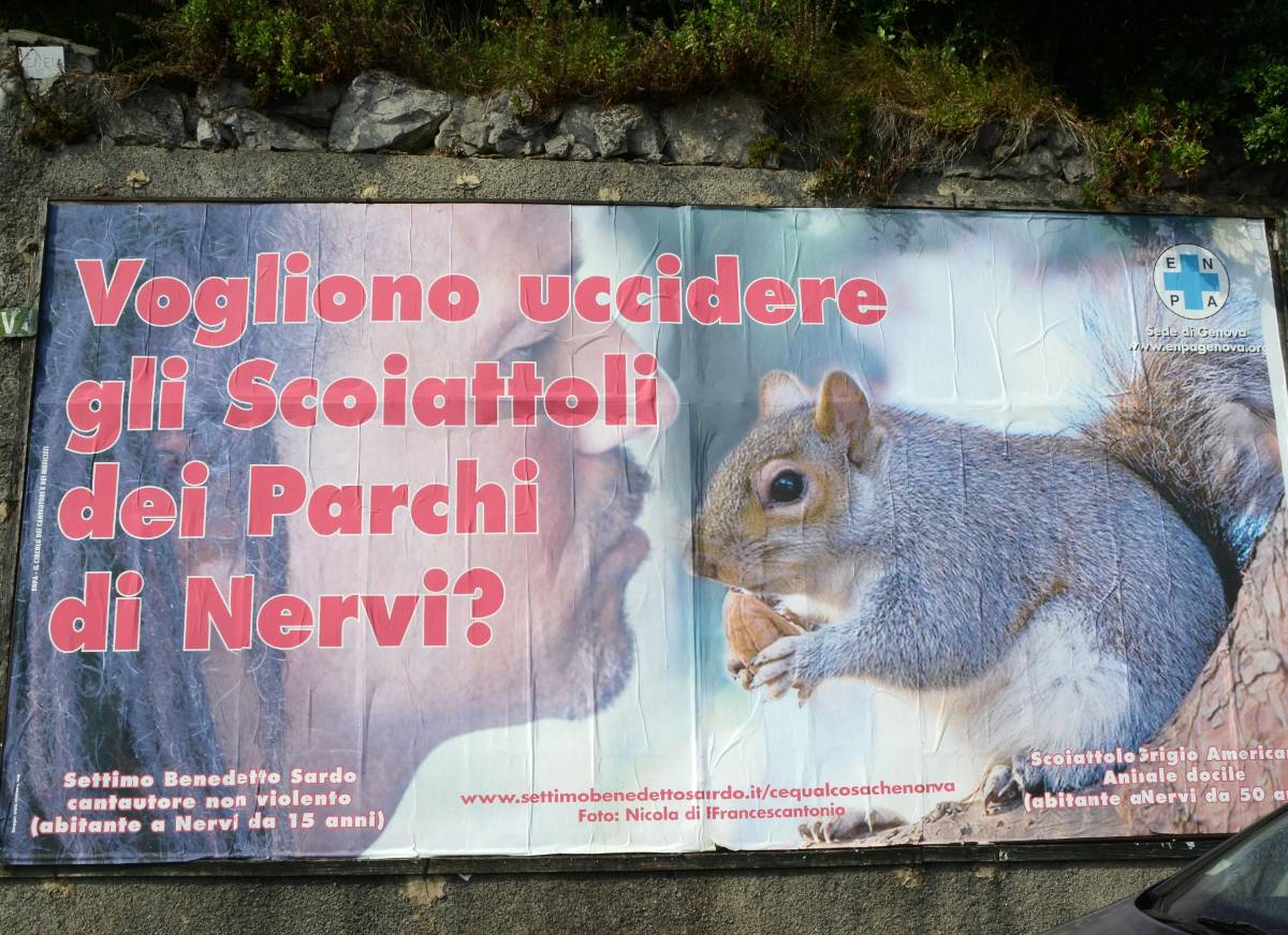 Nervi divisa, nasce il partito anti-scoiattolo