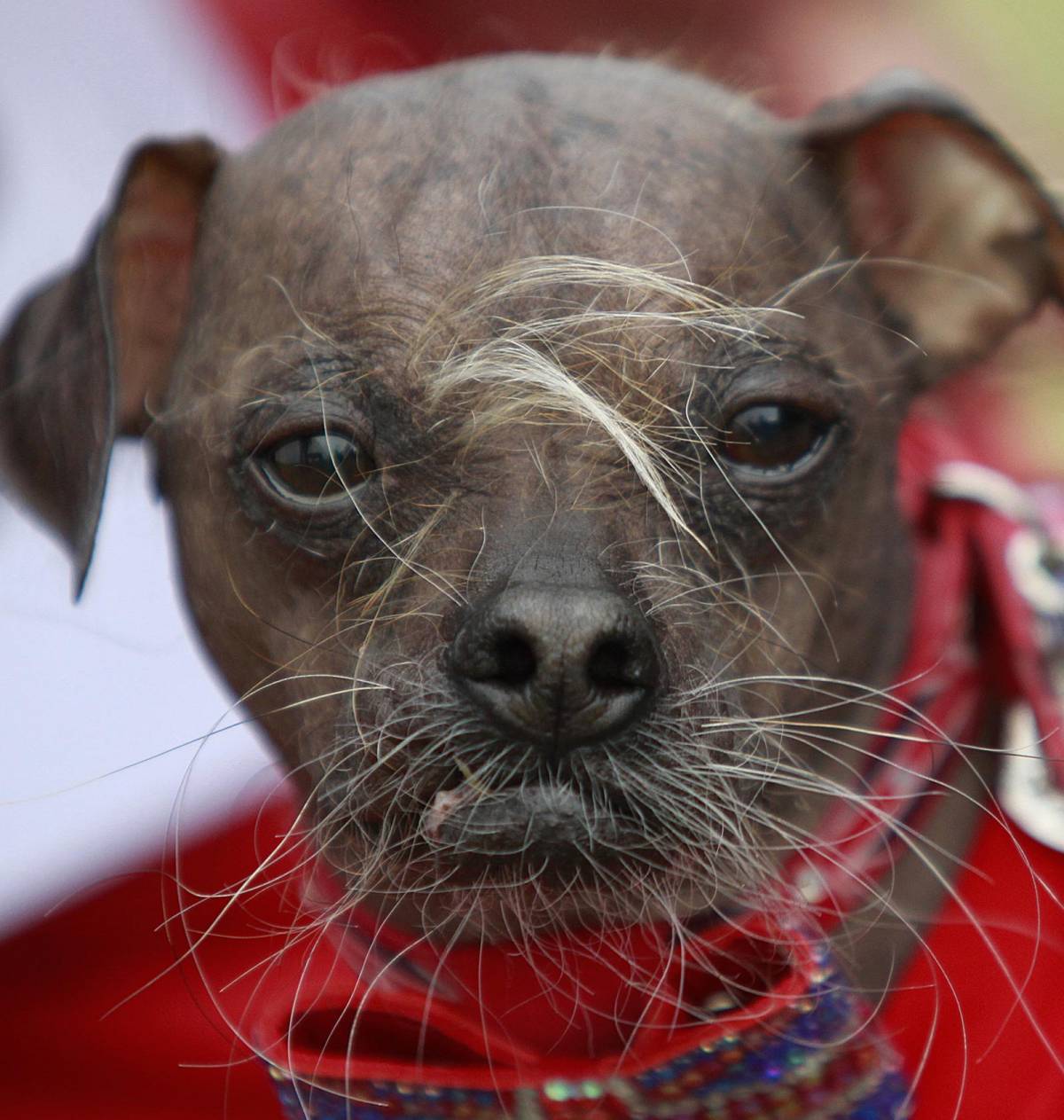 Il fascino (in)discreto  del cane mostriciattolo