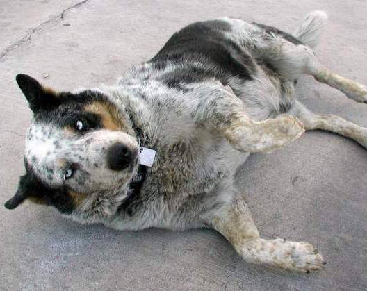 Ecco Blue, il cane che difende l’orgoglio di essere randagio