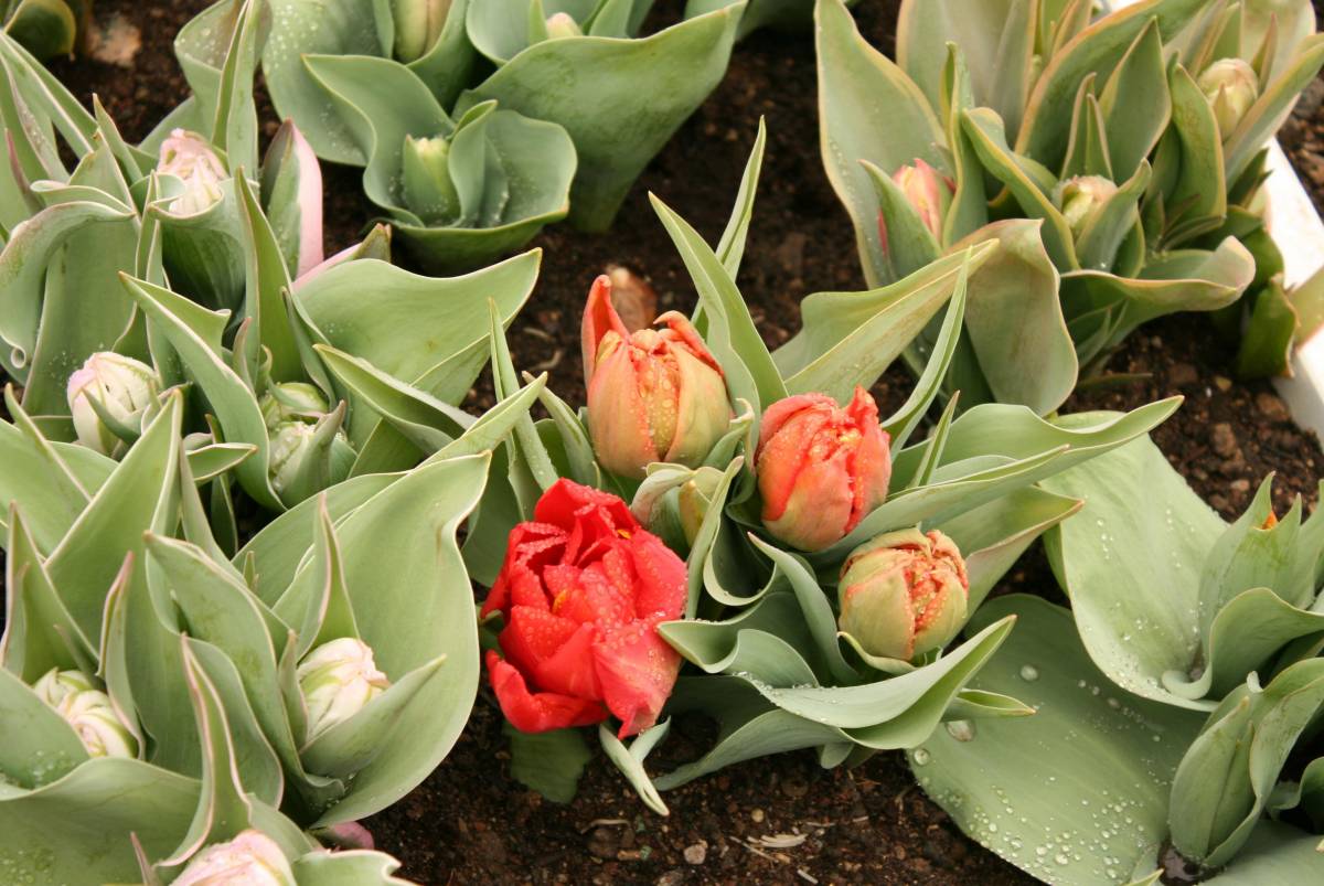 Floriade ogni dieci anni sboccia in una diversa regione