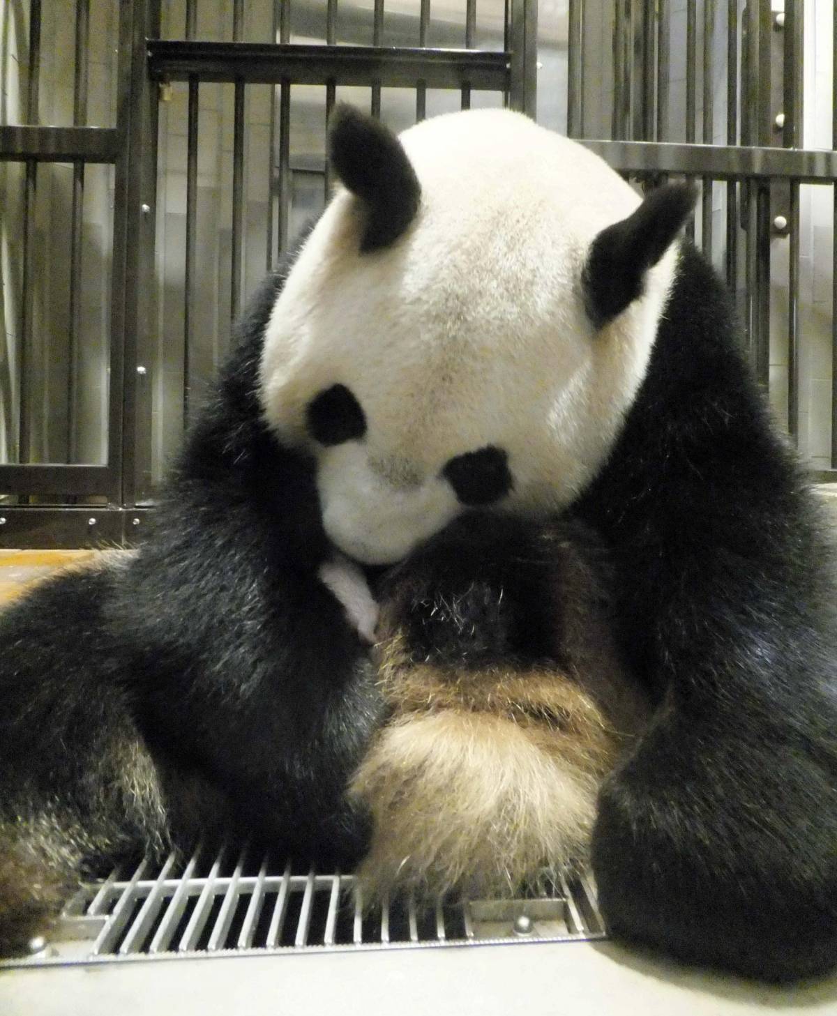 Muore il baby panda della pace e riapre la guerra Tokyo-Pechino