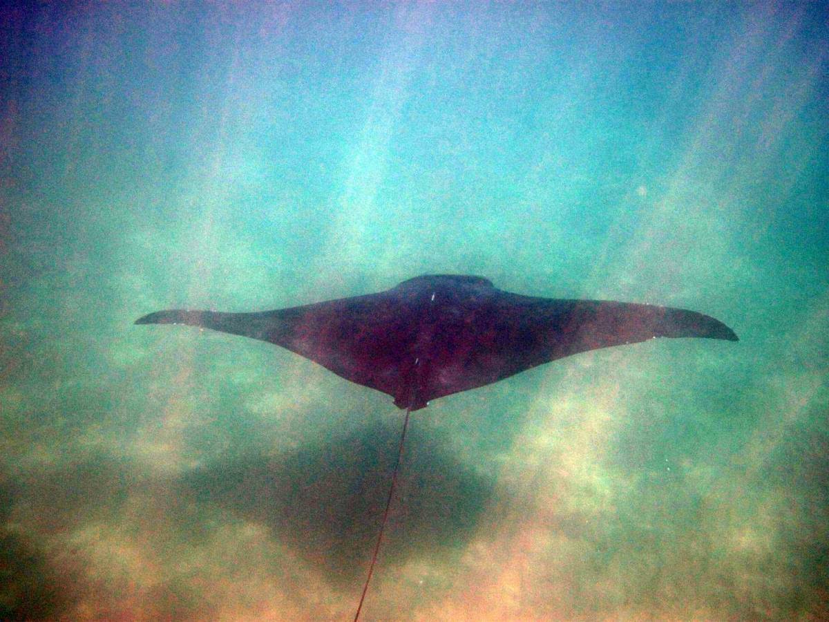 Mar Ligure, liberata una manta da ami e lenze