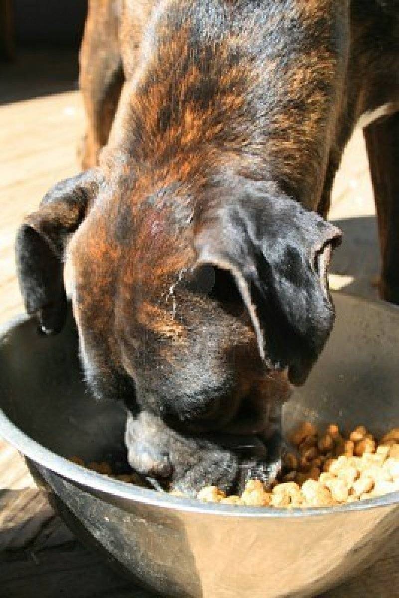 Così la siccità rende salata la ciotola di cani e gatti