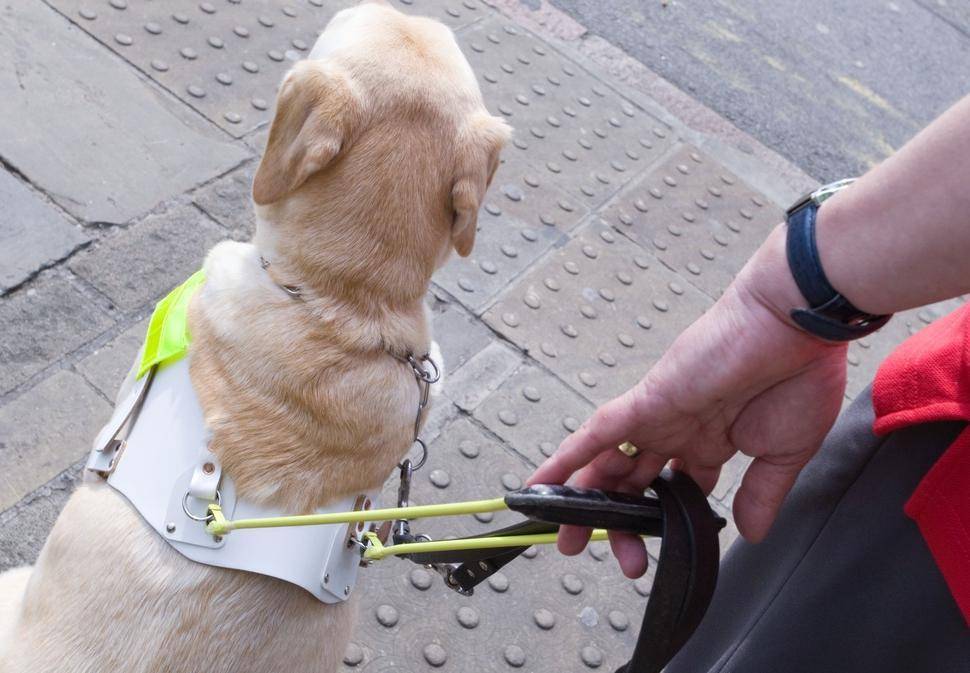 "Vedeva" grazie al suo cane: uccisi insieme da auto pirata