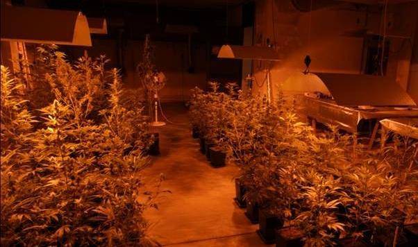 Marijuana a ciclo continuo: ecco la fabbrica della droga