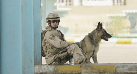 La sindrome del veterano azzanna anche i cani soldato