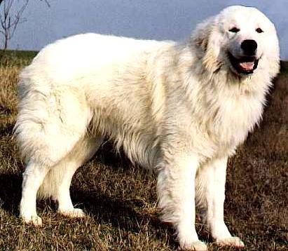 Il cane-eroe dei terremotati si è suicidato dalla scogliera