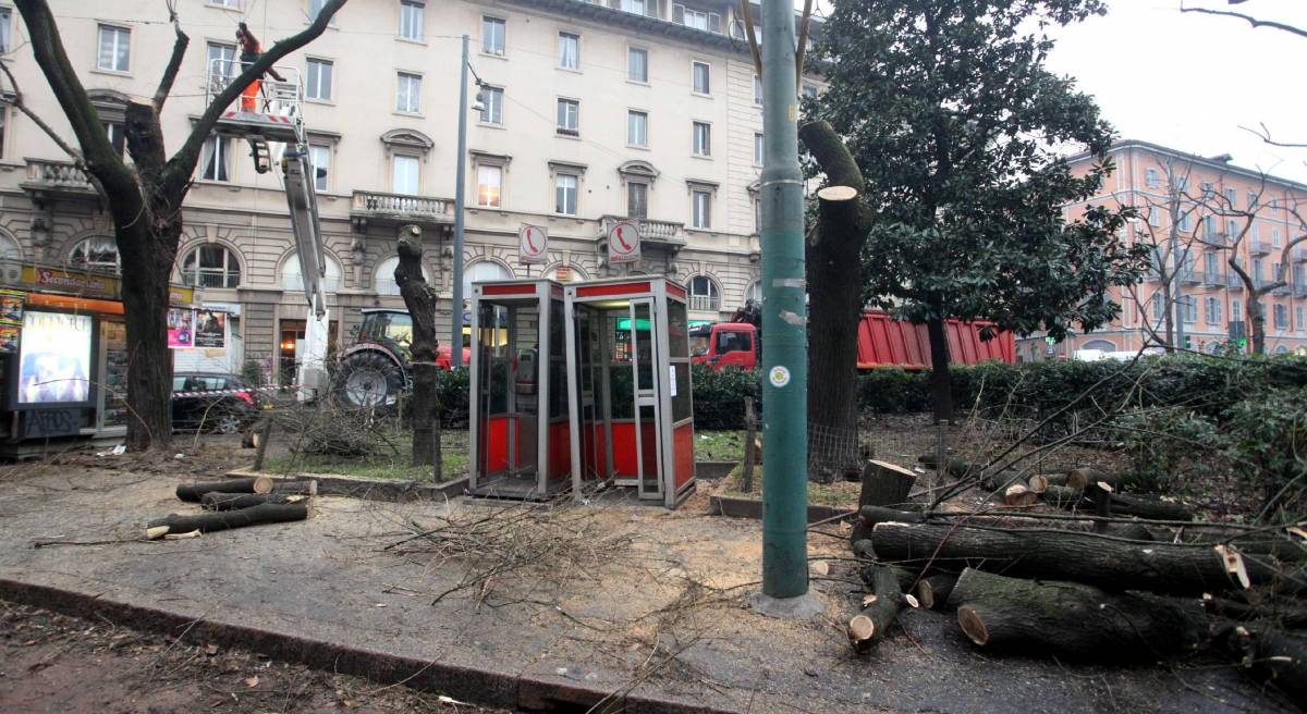 Una voragine, sei piante divelte La strage silenziosa degli alberi