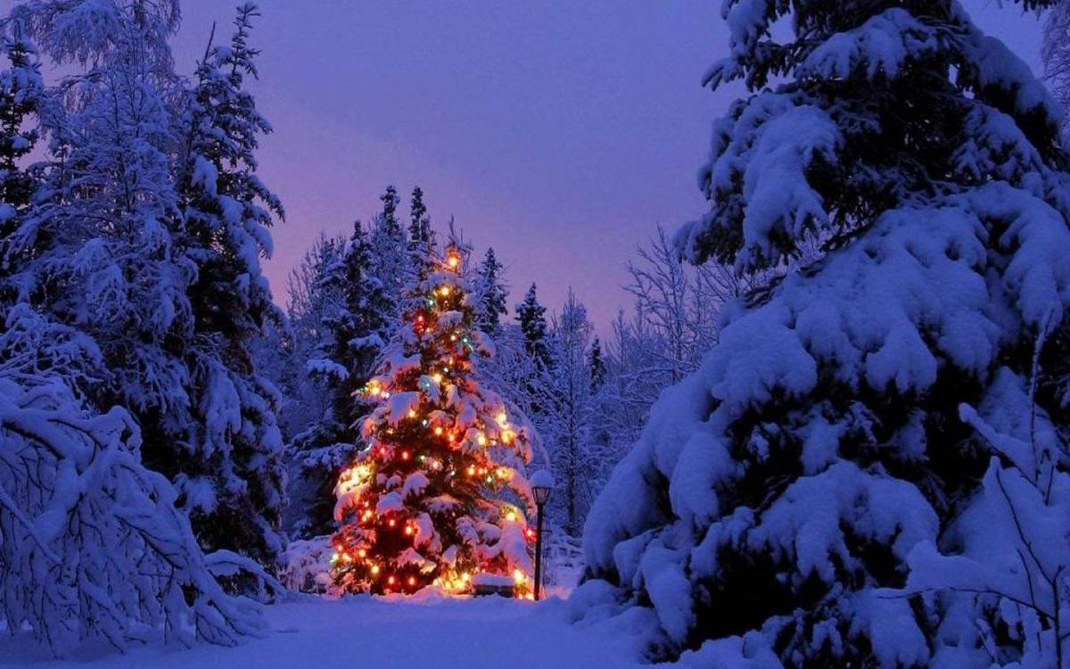 La fiaba di Natale/ L'albero