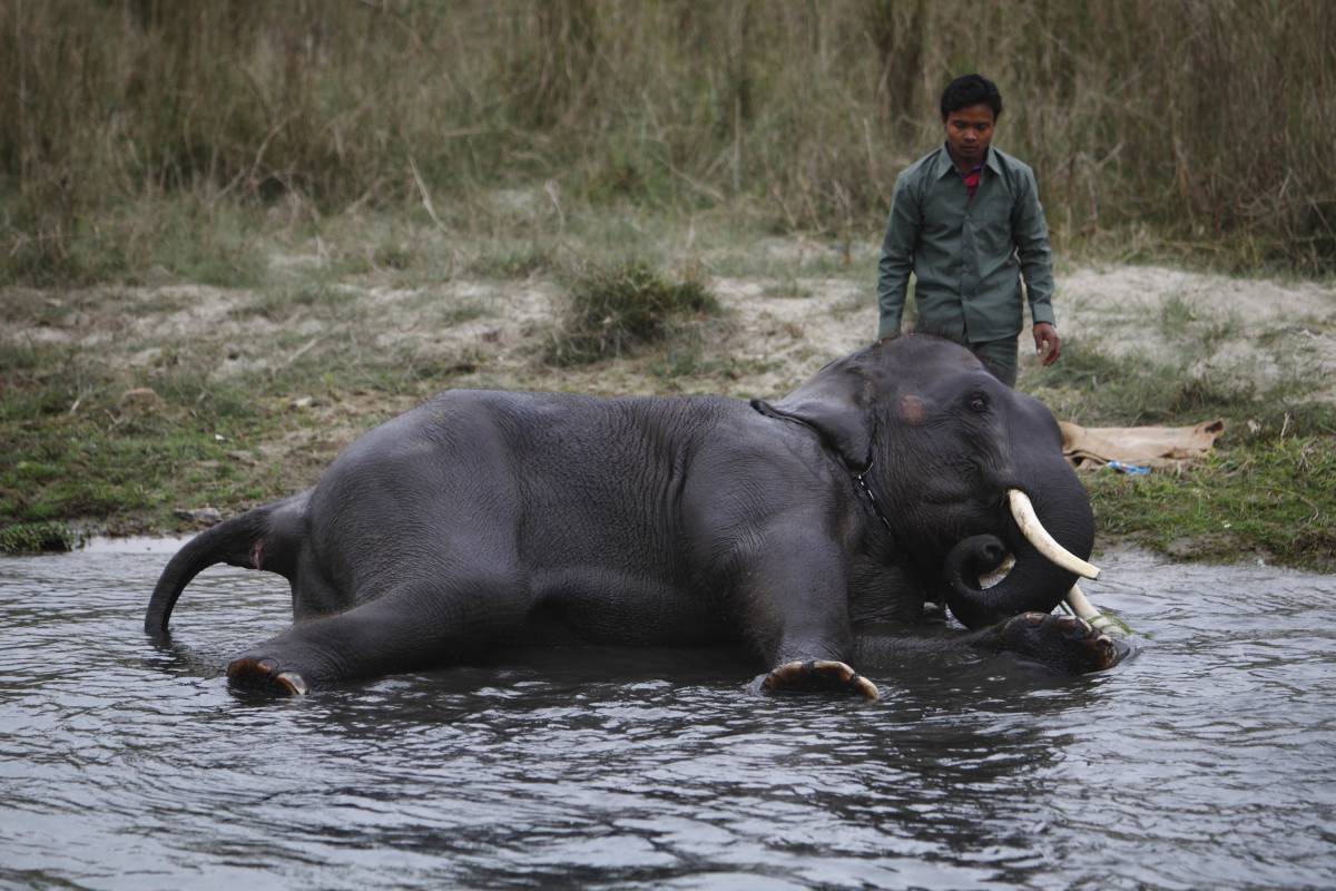 In India gli elefanti vanno anche nelle Spa "Sono troppo stressati"