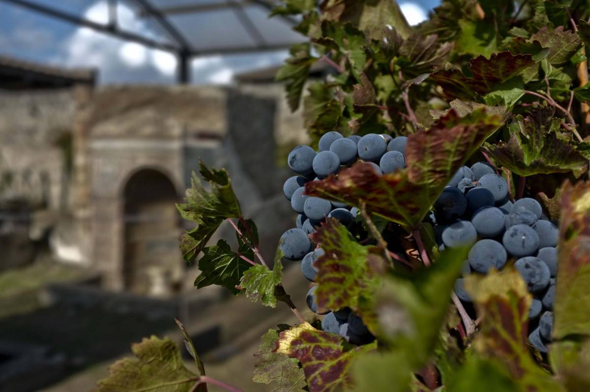 La vendemmia nell'area degli scavi di Pompei