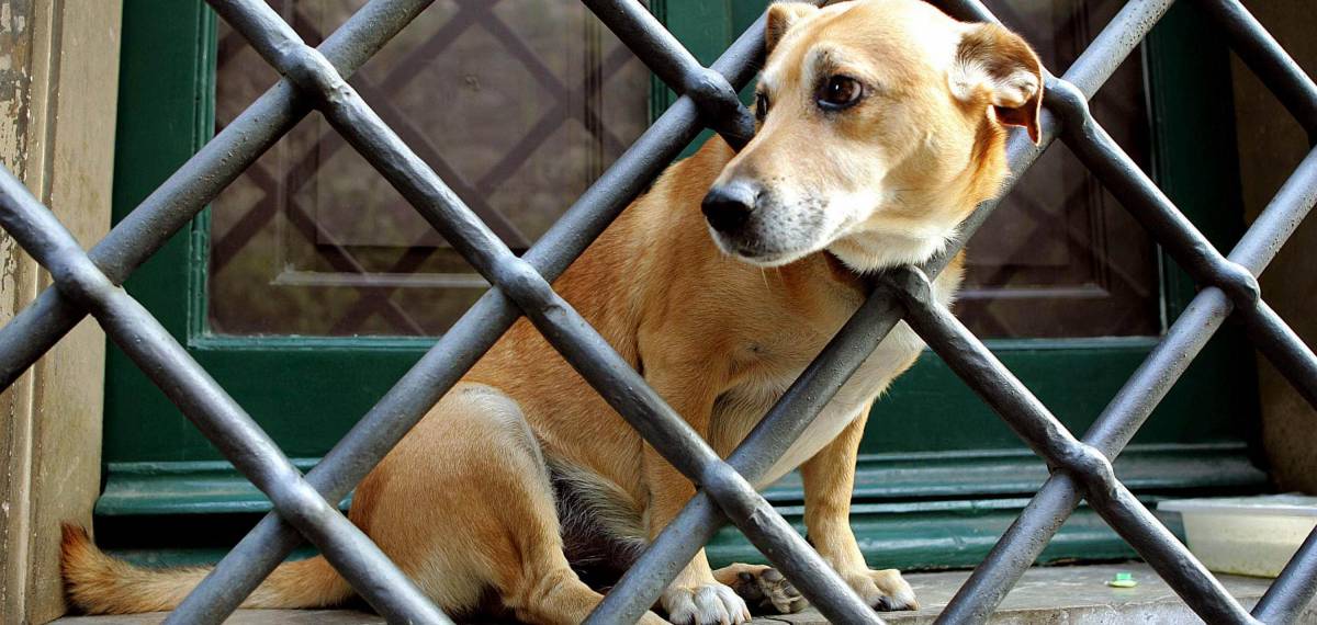 I servizi veterinari devono spesso soccorrere cani vittime di esche per topi, abbandonate nei parchi