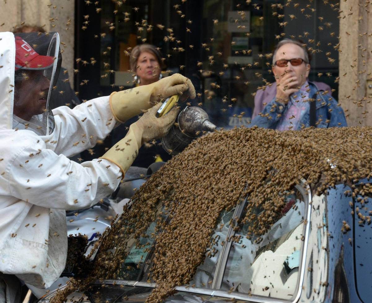 L'invasione delle api in via CesareaSulla macchina del console