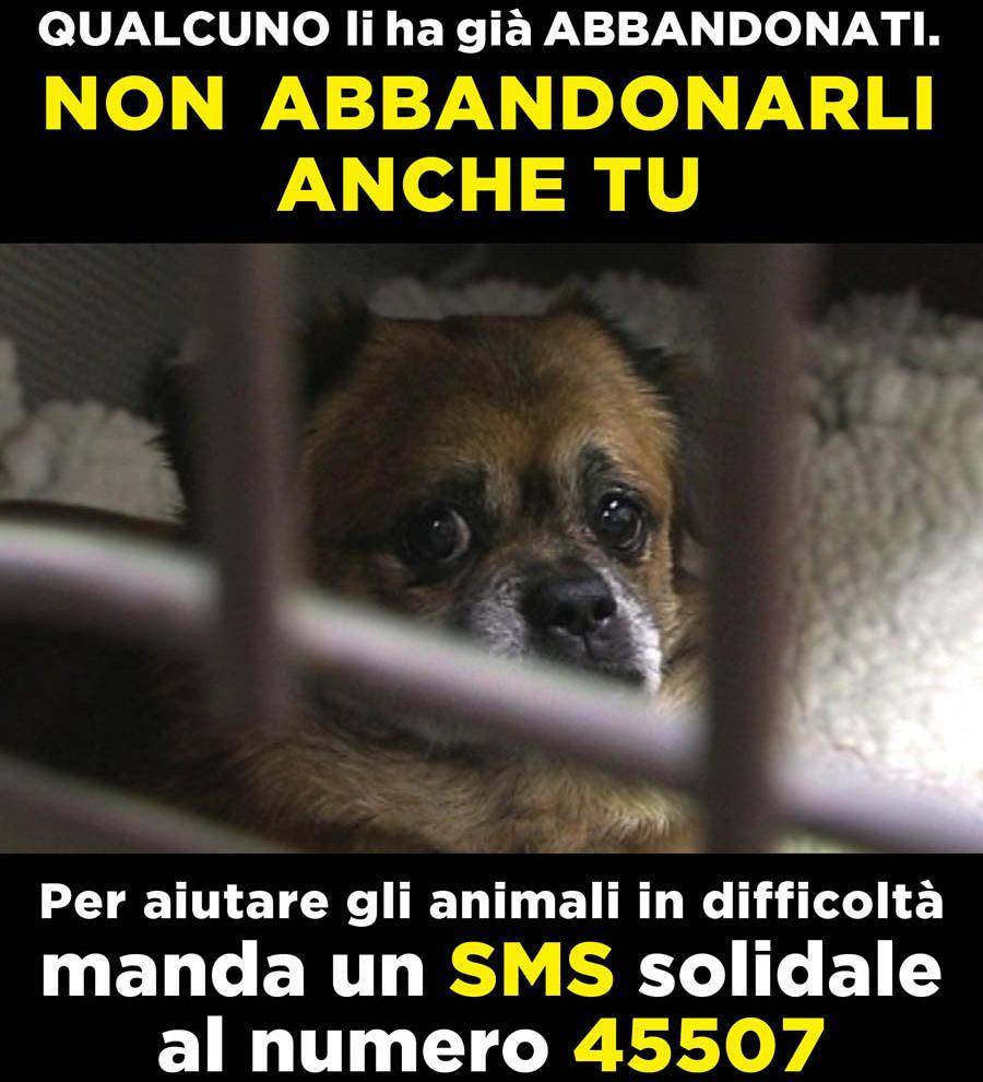 Un sms per potere aiutare  gli animali in difficoltà La lotta contro il randagismo