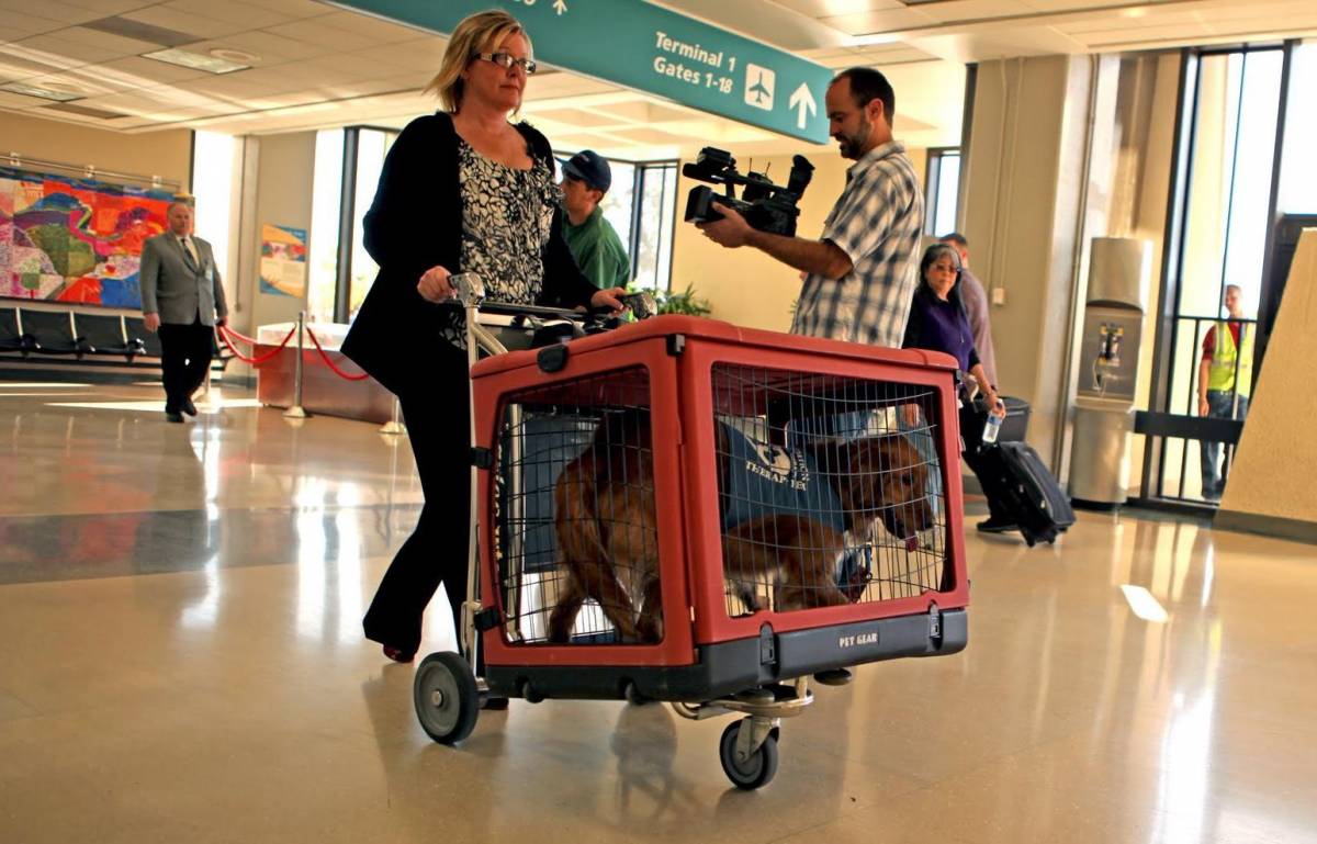 Nuove leggi per cuccioli  in viaggio e in condominio