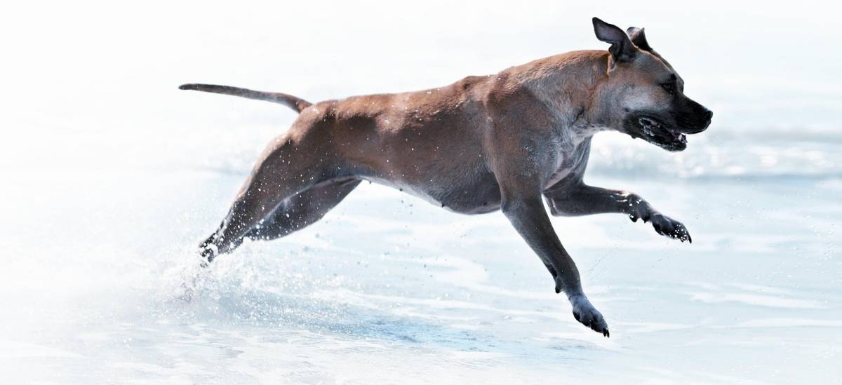 Un cane in movimento è un cane sano