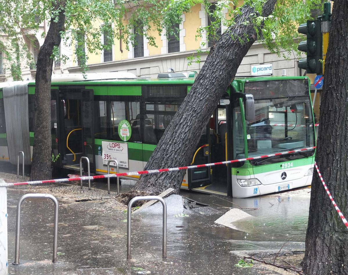 Via Solari, parte la rimozione di 25 alberi a rischio crolloAllarme sicurezza