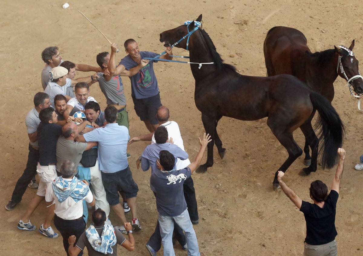 La protesta corre sul web: "no" al massacro di cavalli