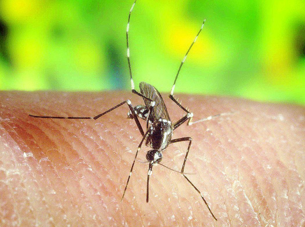 La zanzara del Nilo vola verso Milano: trasfusioni a rischio