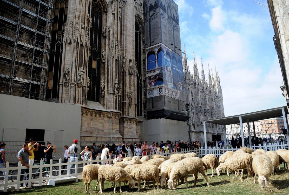 Un gregge di pecore tra Corso Vittorio Emanuele e Piazza Duomo