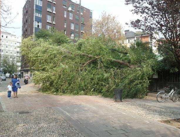 Albero crolla sul cancello della scuola Tragedia sfiorata in via Santa Croce