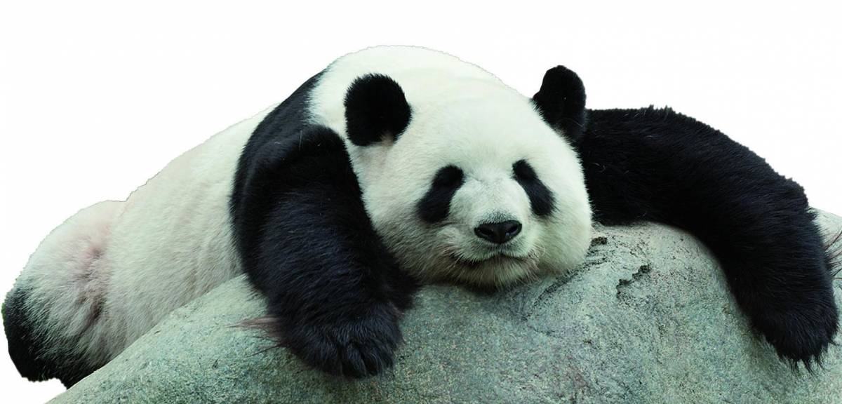 Il segreto della Cina: regalare i panda per fare affari d'oro