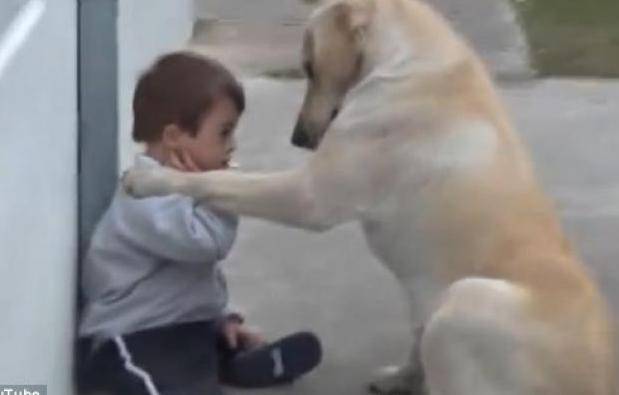 Herman, il bambino coccolato più dal cane che dalla mamma