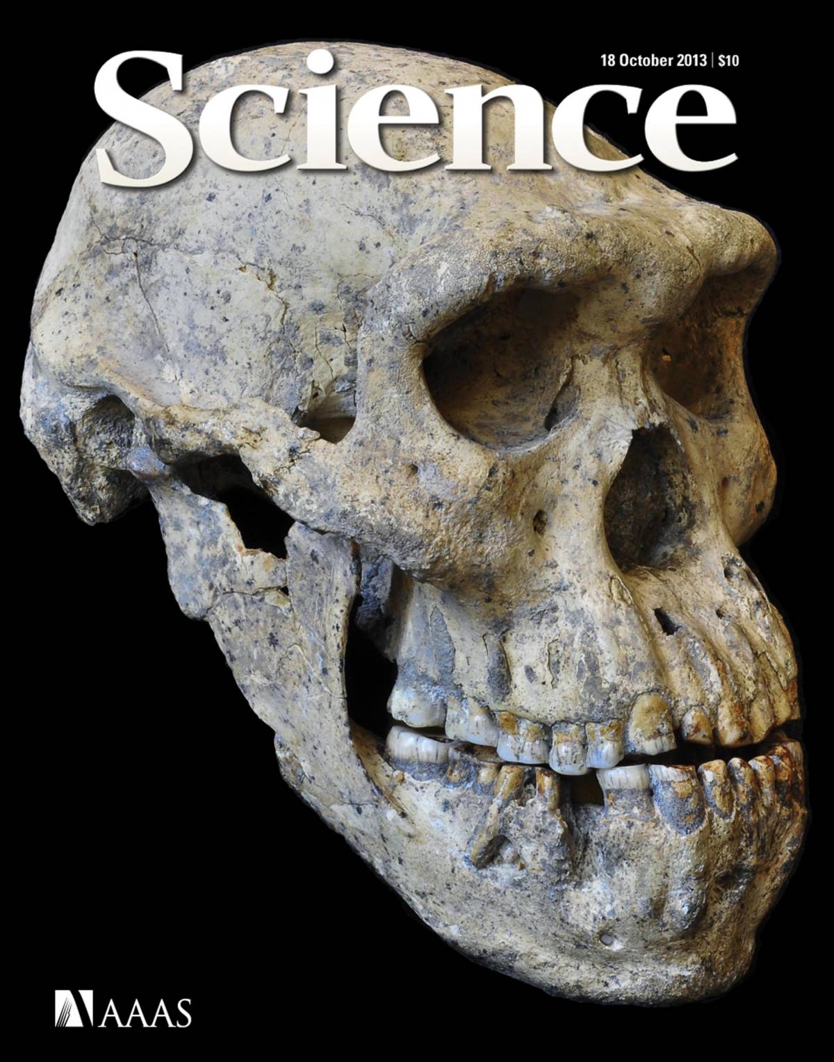 Sulla copertina di Science il teschio dell'ominide scoperto in Georgia