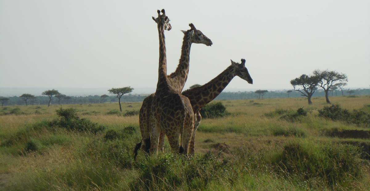 A Natale o a Capodanno tutti a festeggiare in Kenya