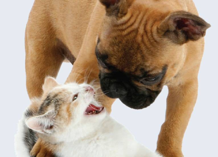 Ecco la guida per chi ama cani e gatti