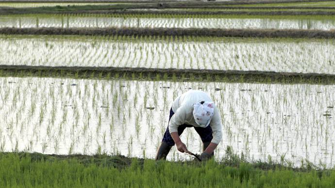 La guerra del riso: quello padano rischia l'estinzione