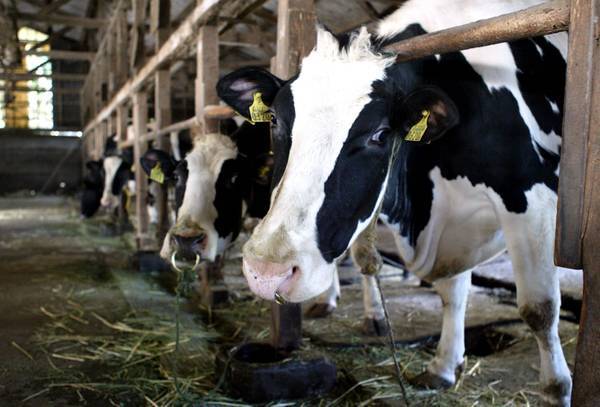 Germania, le flatulenze di 90 mucche fanno esplodere una stalla