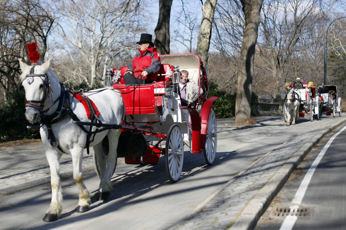 Salvate i cavalli di Central Park Sfrattati, rischiano il macello