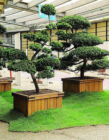 Parabiago, l'antica magia dei bonsai con il maestro giapponese KatoL'appuntamento/ 2