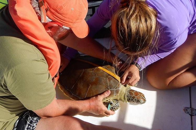 È l'ora del «volonturismo» Viaggi e aiuti gli animali la tendenza