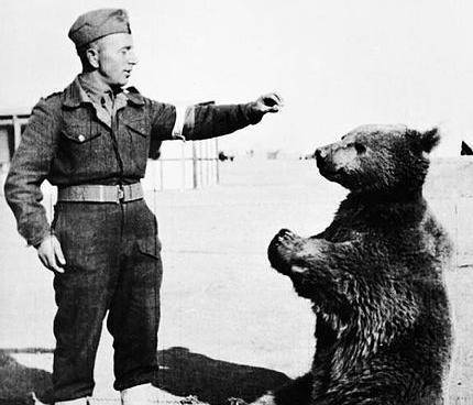 Una statua per l'orso Wojtek «eroe di guerra» dei polacchi