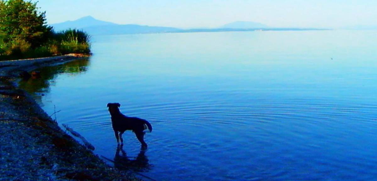 Godard come sempre non c'è. Ma il suo film purtroppo sì...