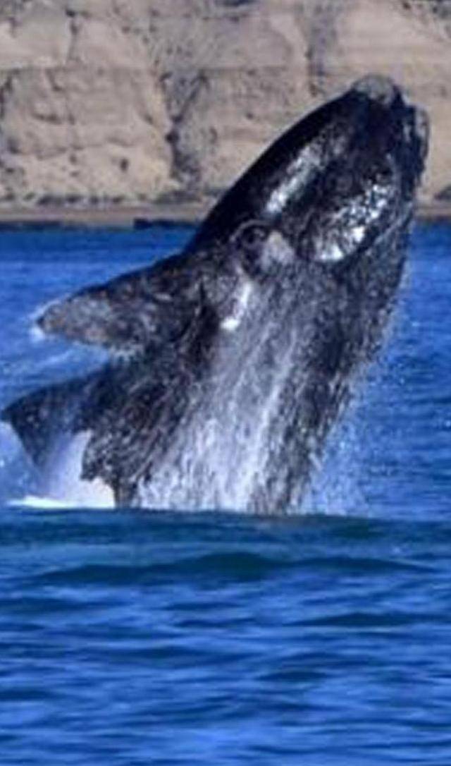 C'è il divieto dell'Aia ma il Giappone  ucciderà le balene