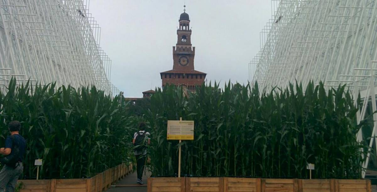 Foto, turisti e poesia tra il mais di piazza Castello