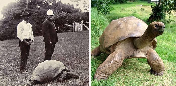 La tartaruga record che racconta due secoli di storia